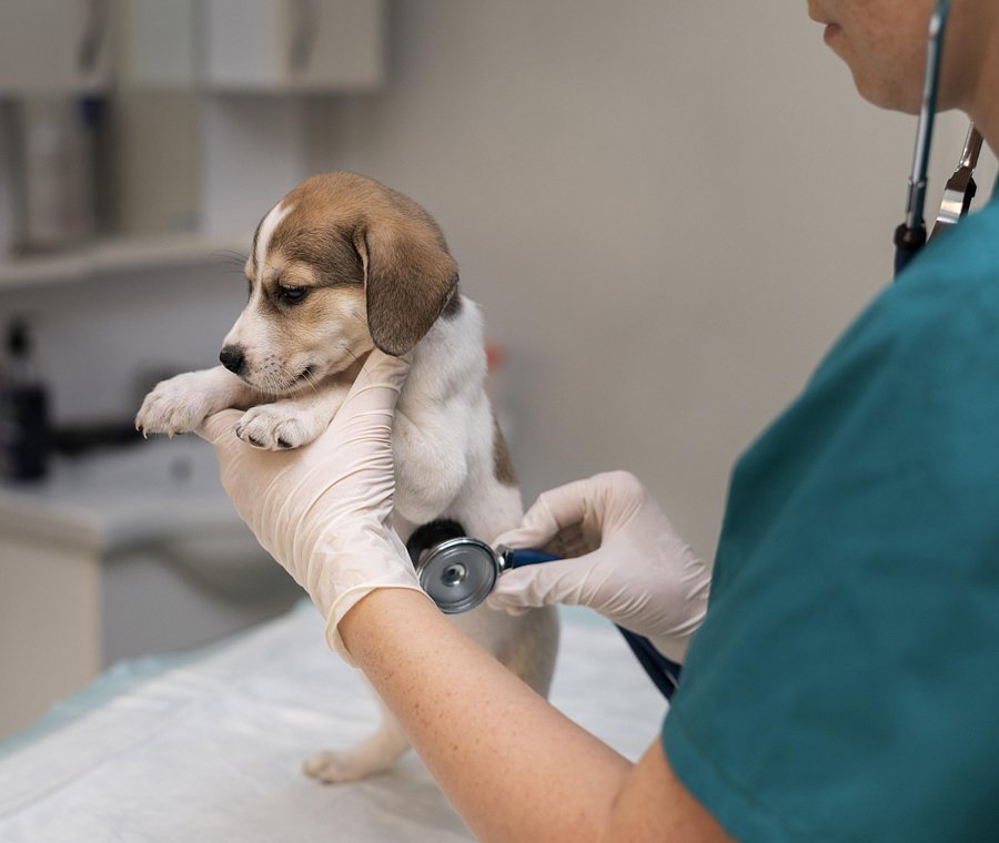 Fontosabb vírusos kutya betegségek