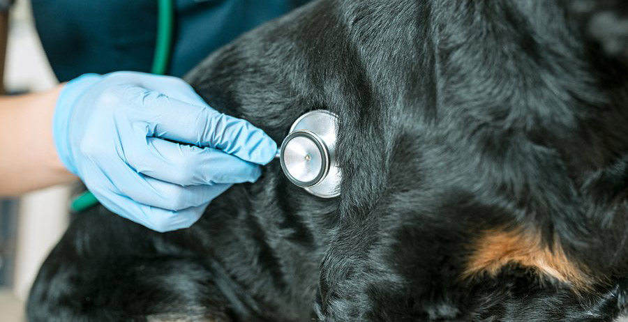 A macskák és a kutyák rendszeres védőoltása az egészségük megőrzése szempontjából rendkívül fontos dolog.